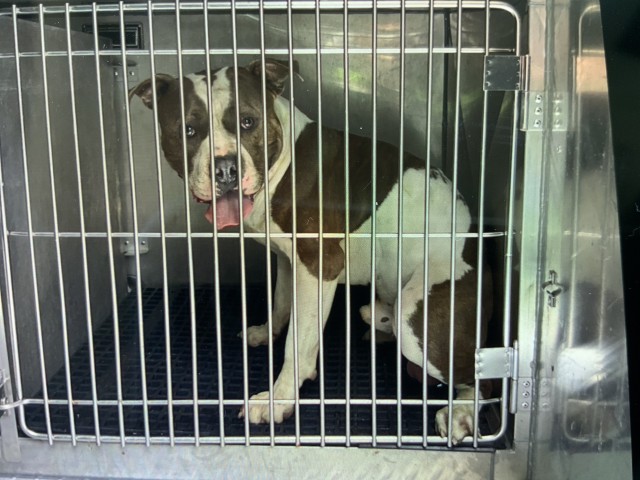 American Pit Bull Terrier / Bull Terrier at Chicago Animal Care and Control