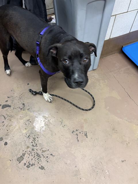 Pita at Chicago Animal Care and Control