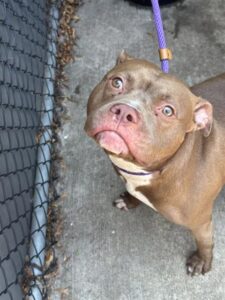 Norbert, adoptable American Pit Bull Terrier at Chicago Animal Care and Control