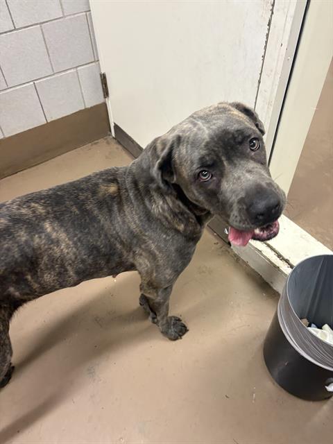 Cane Corso at Chicago Animal Care and Control
