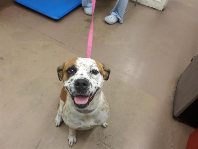 Australian Cattle Dog / Labrador Retriever at Chicago Animal Care and Control