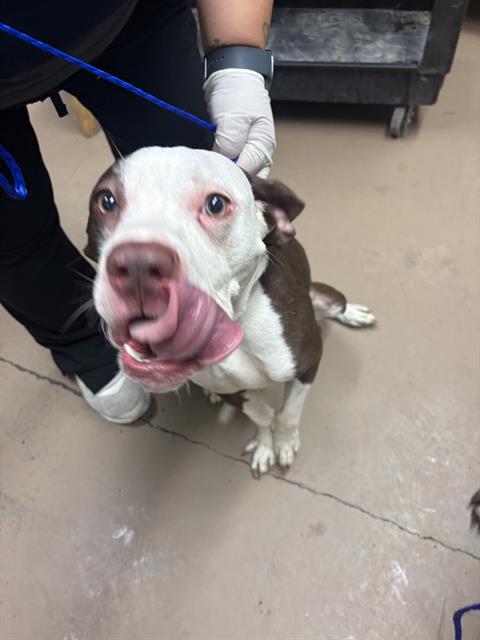 American Pit Bull Terrier / Bull Terrier at Chicago Animal Care and Control