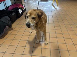 A316522, adoptable dog at Chicago Animal Care and Control