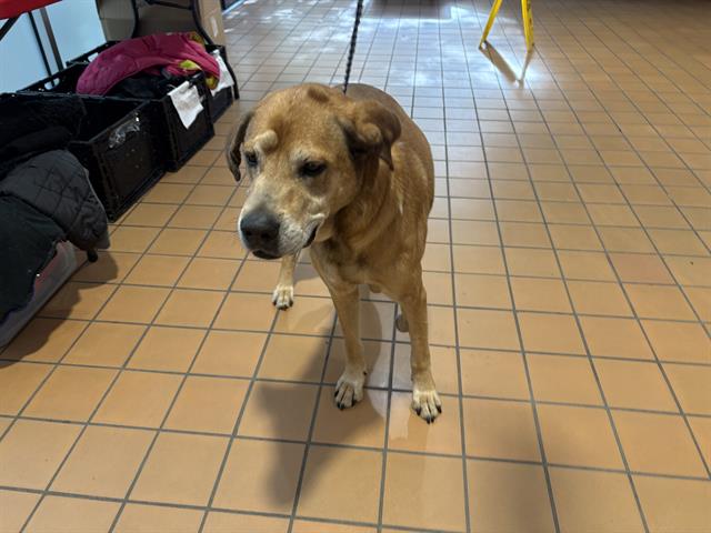 Dog A316522 at Chicago Animal Care and Control