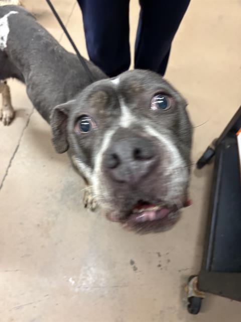 American Pit Bull Terrier / Bull Terrier at Chicago Animal Care and Control