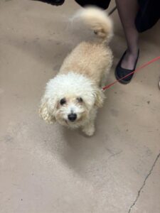 A316530, adoptable Poodle at Chicago Animal Care and Control