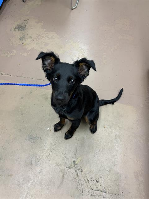 Dog A316531 at Chicago Animal Care and Control
