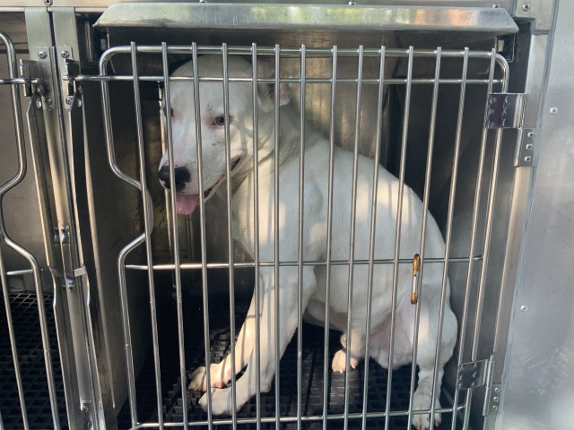 American Pit Bull Terrier / Bull Terrier at Chicago Animal Care and Control