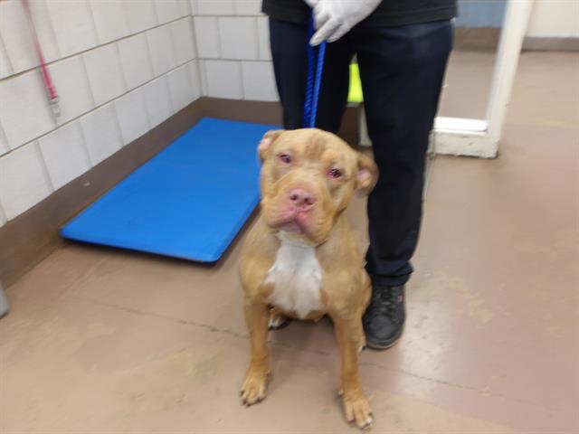 American Pit Bull Terrier / Bull Terrier at Chicago Animal Care and Control
