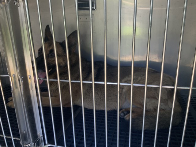 Linda at Chicago Animal Care and Control