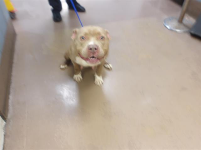 American Pit Bull Terrier / Bull Terrier at Chicago Animal Care and Control