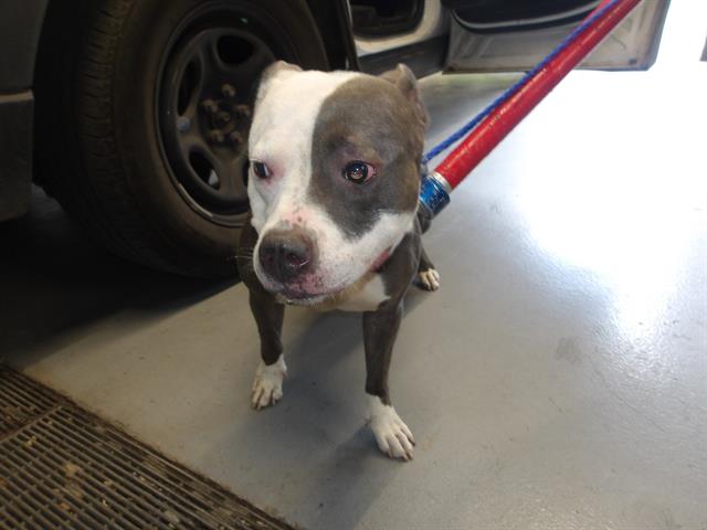 American Pit Bull Terrier / Bull Terrier at Chicago Animal Care and Control