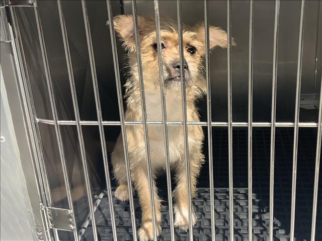 Dog A316578 at Chicago Animal Care and Control