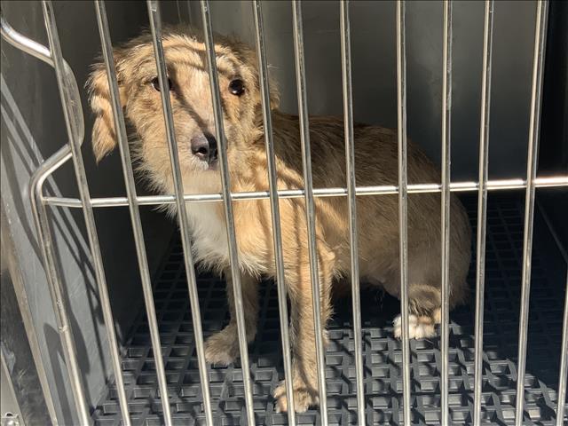 Dog A316579 at Chicago Animal Care and Control