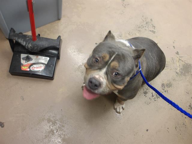 American Pit Bull Terrier / Bull Terrier at Chicago Animal Care and Control