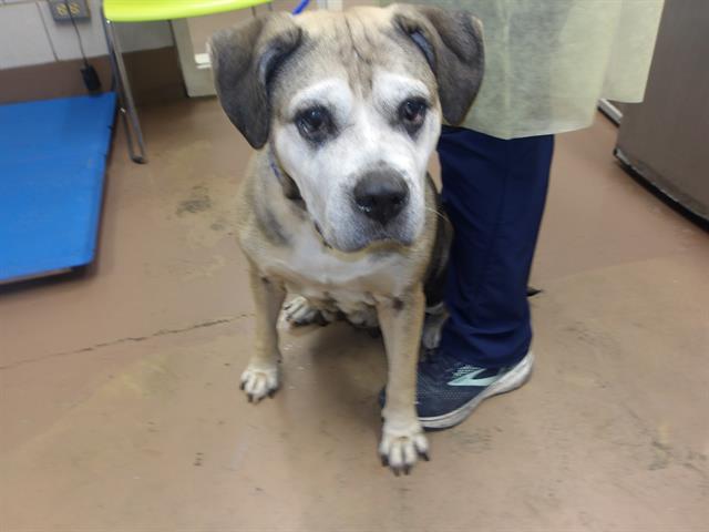 American Pit Bull Terrier / Bull Terrier at Chicago Animal Care and Control