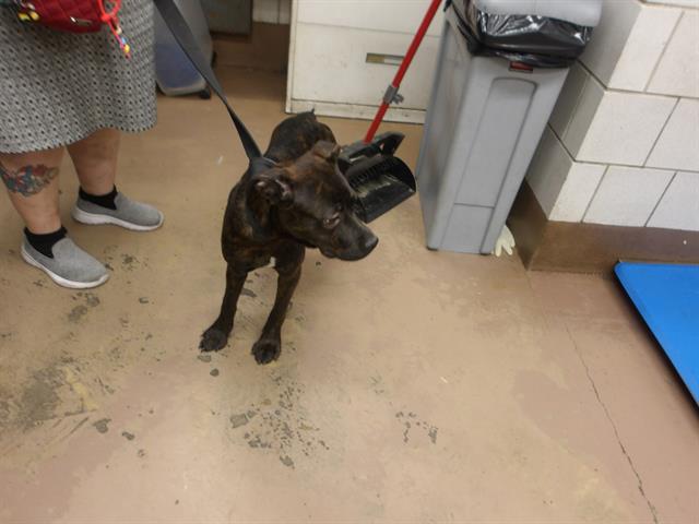 American Pit Bull Terrier / Bull Terrier at Chicago Animal Care and Control