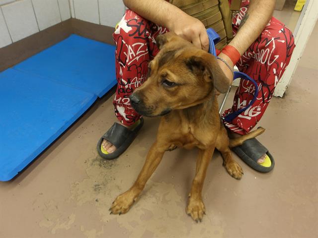 American Pit Bull Terrier / Bull Terrier / Labrador Retriever at Chicago Animal Care and Control