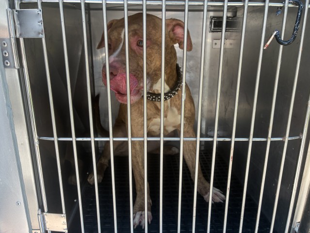 American Pit Bull Terrier / Bull Terrier at Chicago Animal Care and Control