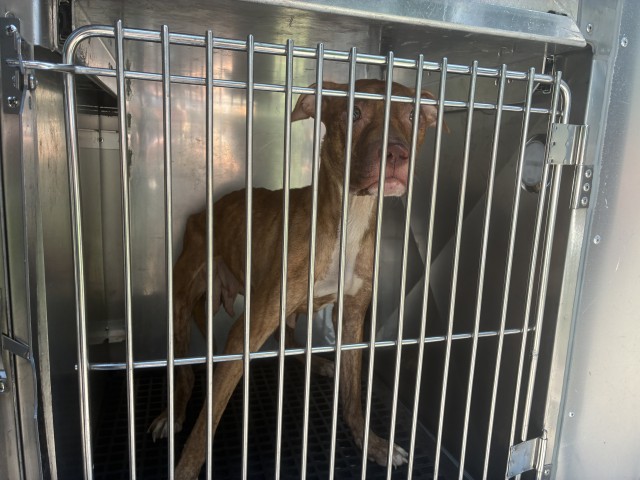 American Pit Bull Terrier / Bull Terrier at Chicago Animal Care and Control