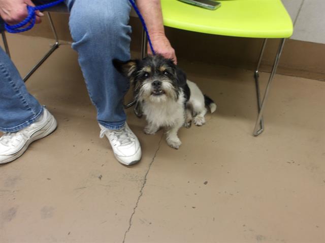 Dog A316601 at Chicago Animal Care and Control