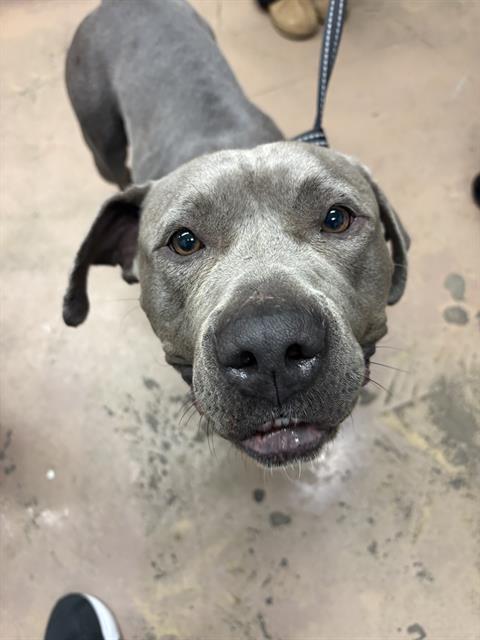 American Pit Bull Terrier / Bull Terrier at Chicago Animal Care and Control