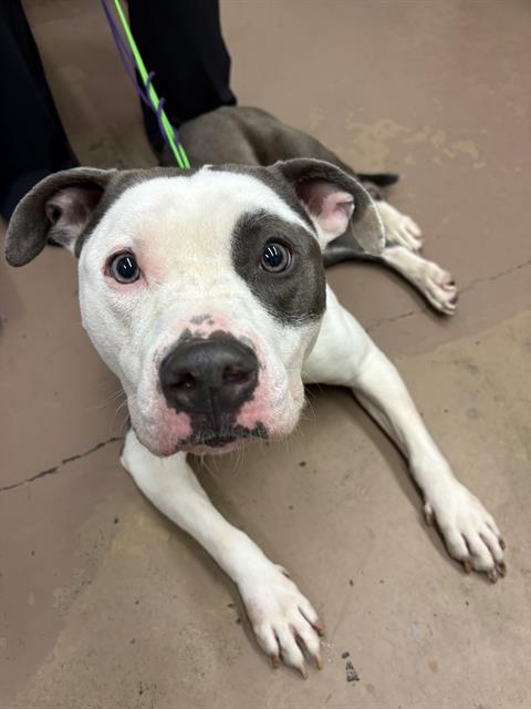 American Pit Bull Terrier / Bull Terrier at Chicago Animal Care and Control