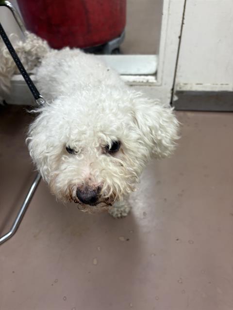 Kane at Chicago Animal Care and Control