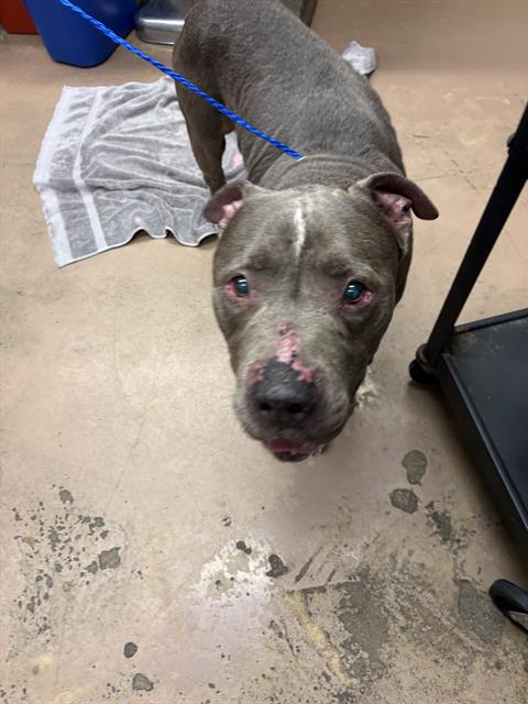 American Pit Bull Terrier / Bull Terrier at Chicago Animal Care and Control