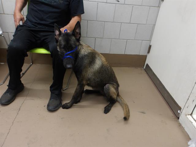 Belgian Malinois at Chicago Animal Care and Control