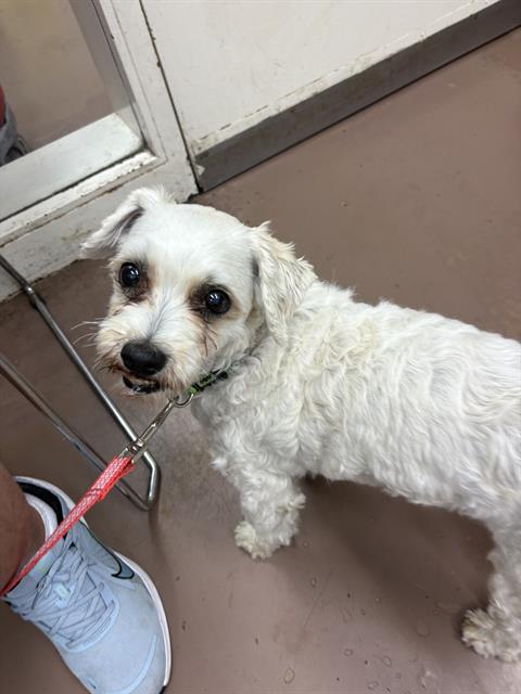 Dog A316639 at Chicago Animal Care and Control