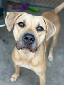 Suhana, adoptable American Pit Bull Terrier / Bull Terrier / Labrador Retriever at Chicago Animal Care and Control