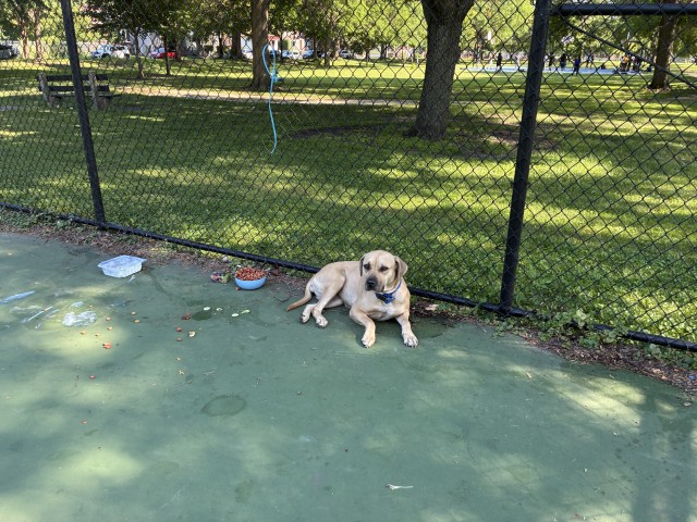 American Pit Bull Terrier / Bull Terrier / Labrador Retriever at Chicago Animal Care and Control