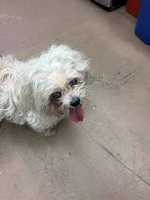 Dog A316652 at Chicago Animal Care and Control