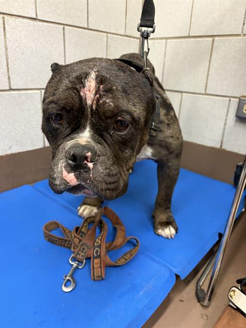 American Pit Bull Terrier / Bull Terrier / Bulldog at Chicago Animal Care and Control