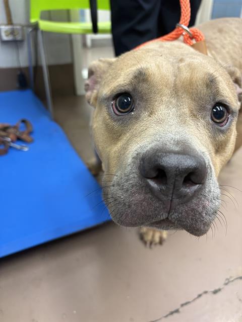 American Pit Bull Terrier / Bull Terrier at Chicago Animal Care and Control