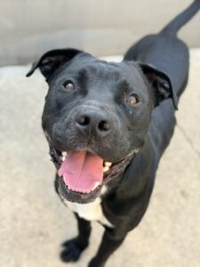 Clark Gable, adoptable Labrador Retriever at Chicago Animal Care and Control