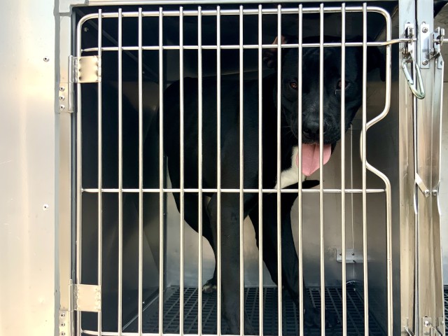 Labrador Retriever at Chicago Animal Care and Control