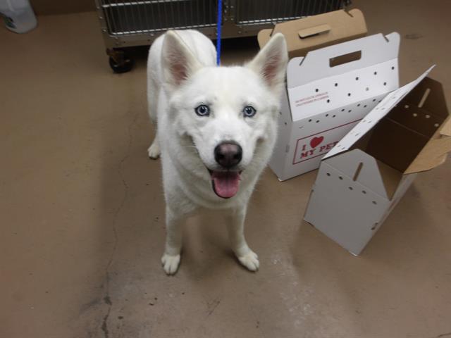 Dog A316676 at Chicago Animal Care and Control