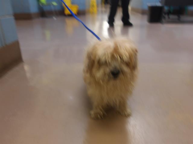 Dog A316688 at Chicago Animal Care and Control
