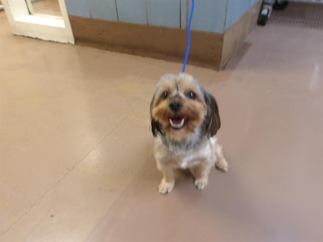 Yorkshire Terrier at Chicago Animal Care and Control