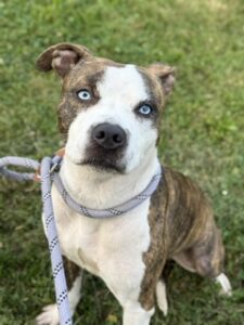 Zosma, adoptable American Pit Bull Terrier at Chicago Animal Care and Control