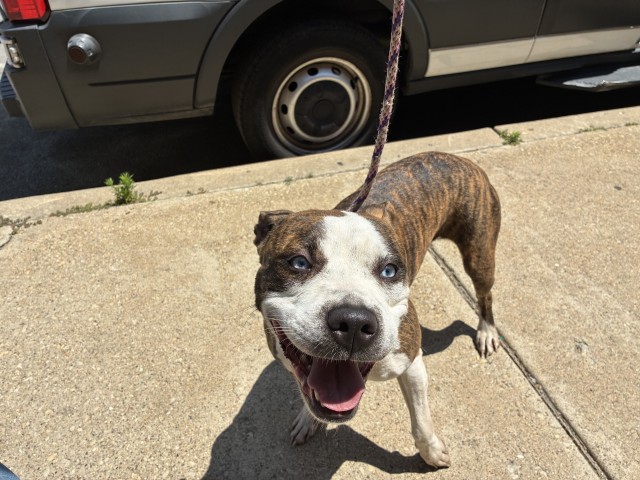 American Pit Bull Terrier / Bull Terrier at Chicago Animal Care and Control