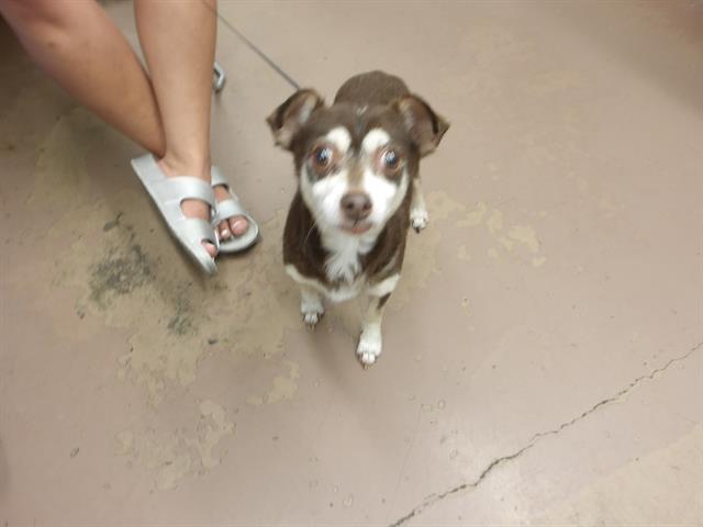 Chihuahua at Chicago Animal Care and Control