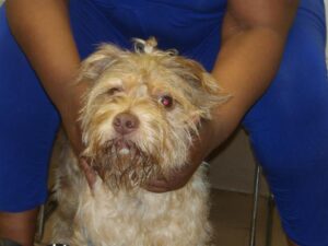 A316713, adoptable Yorkshire Terrier at Chicago Animal Care and Control