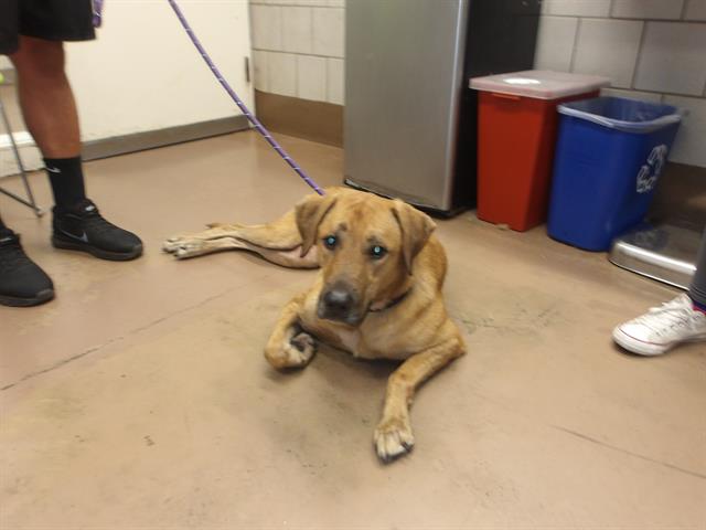 Starbucks at Chicago Animal Care and Control
