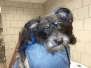 A316729, adoptable dog at Chicago Animal Care and Control
