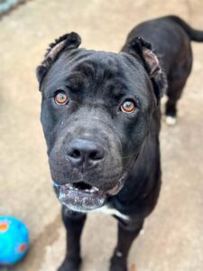 Reggie, adoptable Cane Corso at Chicago Animal Care and Control