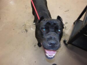A316734, adoptable Cane Corso at Chicago Animal Care and Control