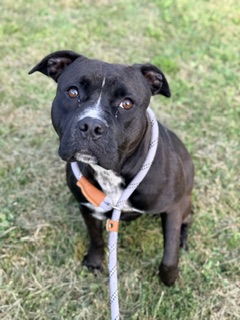 Luna at Chicago Animal Care and Control